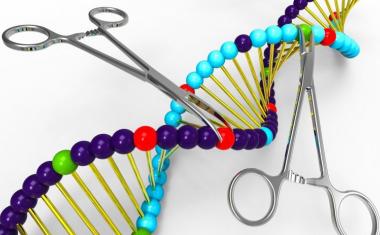 Genome-editing tool TALEN outperforms CRISPR-Cas9