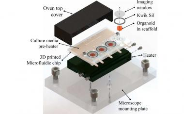 Organoids grown in 3D-printed bioreactor
