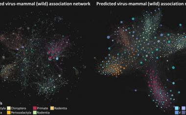 AI predicts unknown links between viruses and mammals