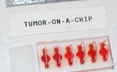 Immunotherapy response studied in body-on-a-chip models