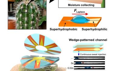 Sweat sensor inspired by cactus spine