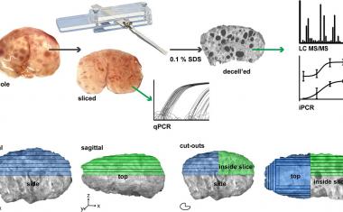 Step foward for 3D printing a bioprosthetic ovary