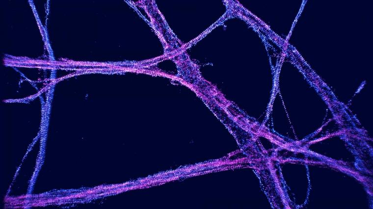 Spectrin scaffold in neurons (Leterrier Lab, Marseille, France) imaged in...