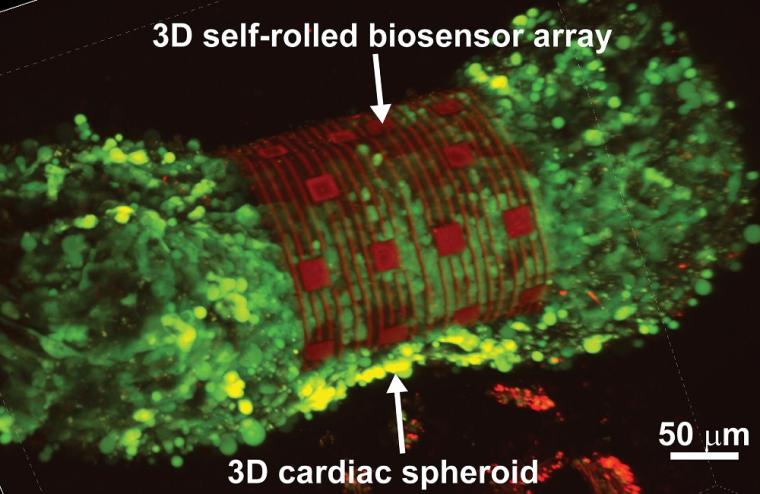 3D cardiac spheroid labeled with Ca2+ indicator dye encapsulated by the...