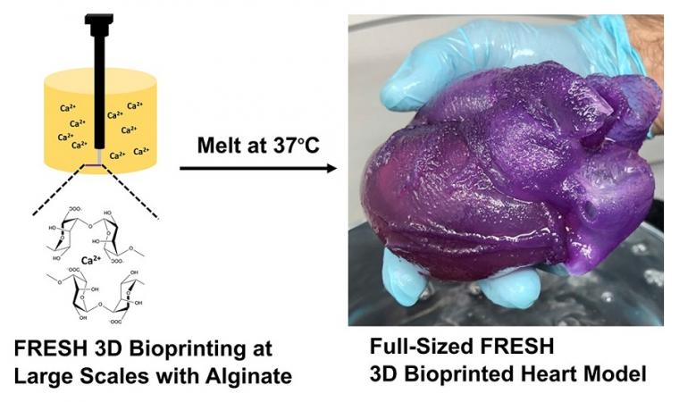 A needle prints the alginate into a hydrogel bath, which is later melted away...