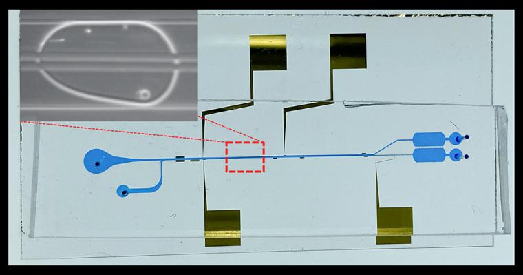 An image of the in-droplet cell separation microfluidic chip, showing the...