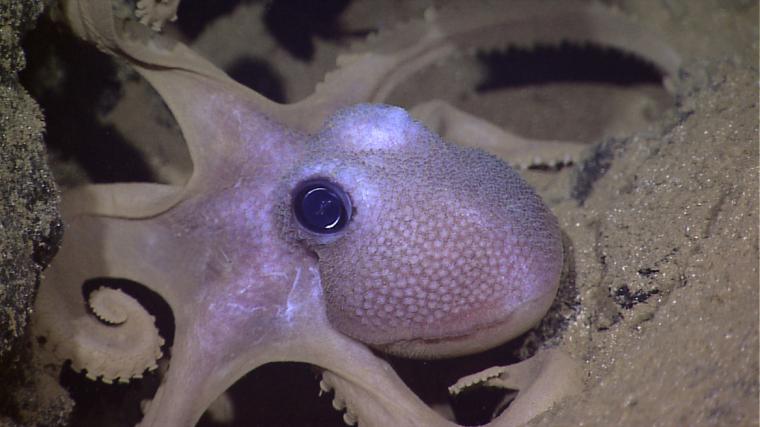 This octopus has color-changing cells, called chromatophores, in its skin, a...