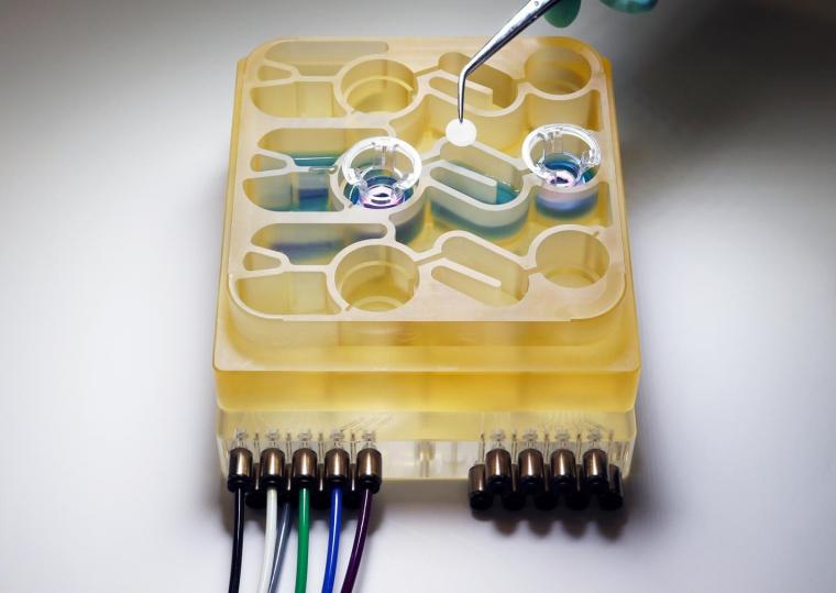 MIT researchers have developed an organs-on-a-chip system that replicates...