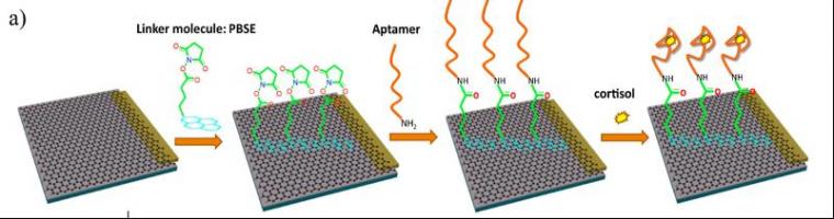 Process flow for capturing cortisol with the graphene electrode and aptamers.