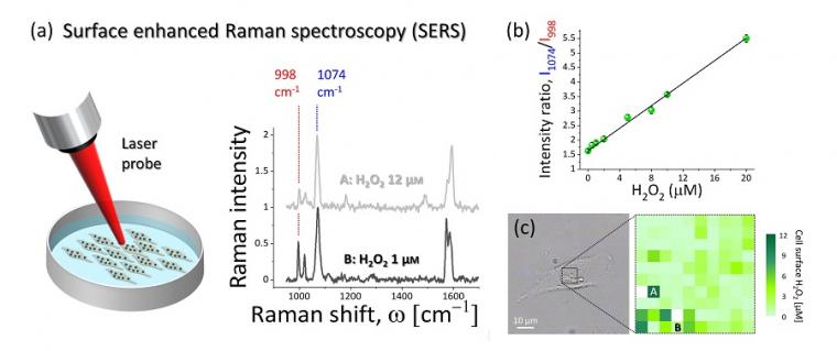 (a) Surface enhanced Raman spectroscopy was used to detect and quantify the...