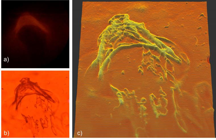 Comparison of optical microscopy vs. PEAR: a) Microscope image b) PEAR in fast...