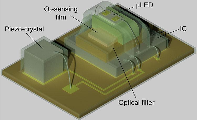 A schematic of the oxygen-detecting implant, which measures 4.5 millimeters...
