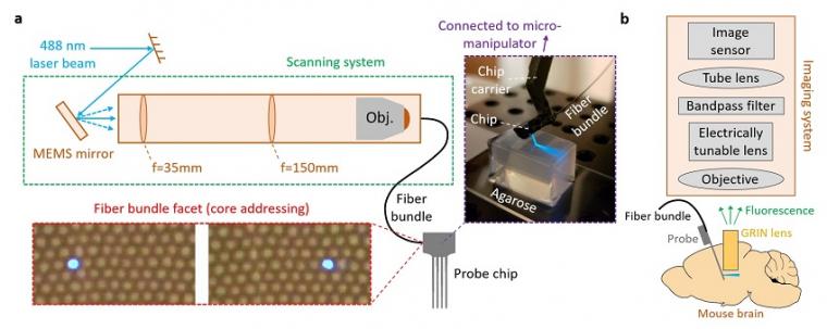 Optical addressing method and proposal for deep-brain photonic-probe-enabled...