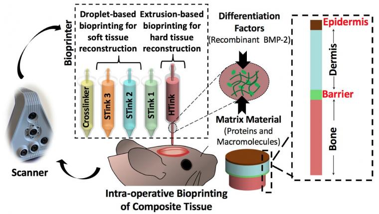 Schematic of the skin and bone bioprinting process. After scanning, the bone...
