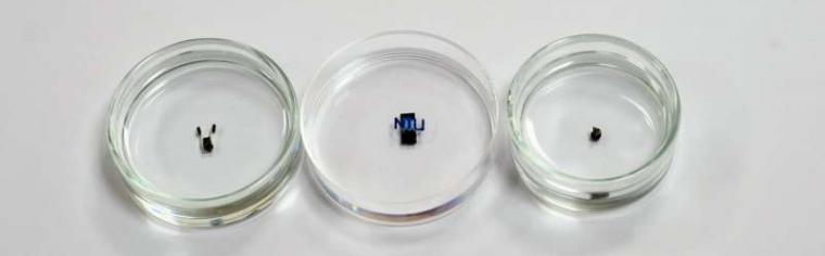 The NTU millimetre-sized robots measure about the size of a grain of rice and...