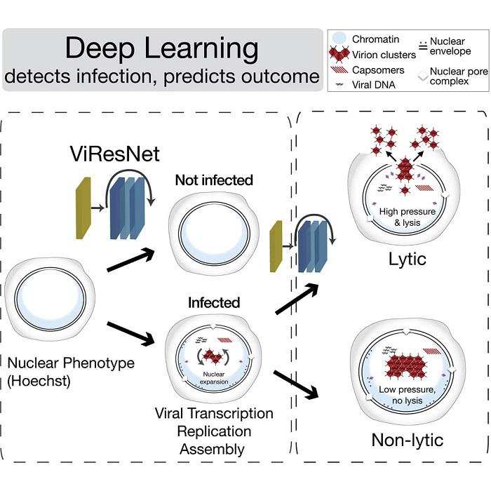 Deep Learning detects virus infected cells and predicts acute, severe...