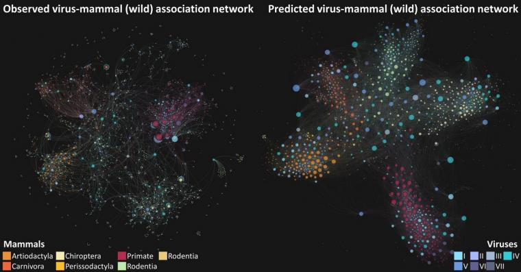 Networks of observed and predicted associations between wild and...