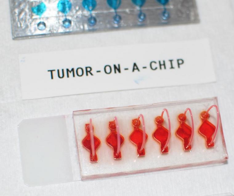 Tumor-on-a-chip platform, used as a predictive model for potential treatment...
