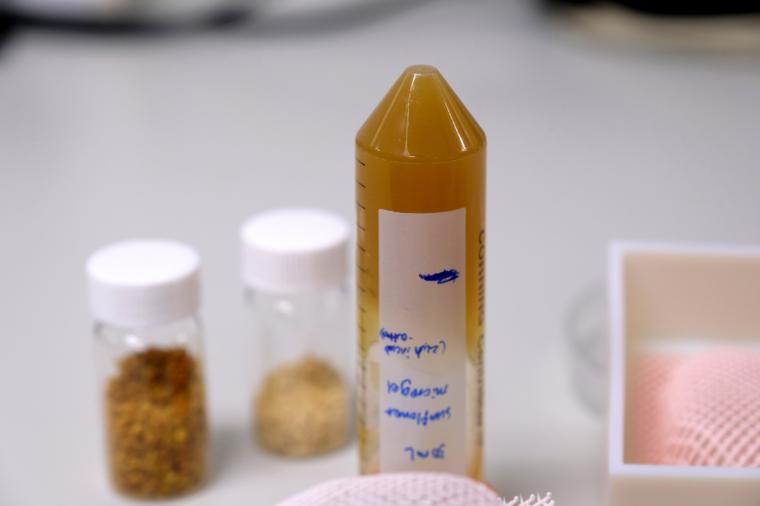 This pollen-derived ink developed by NTU Singapore (in the tube) is able to...