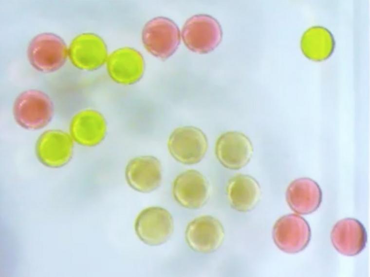 Array of 1 millimeter magnetic droplets: Fluorescent green droplets are...