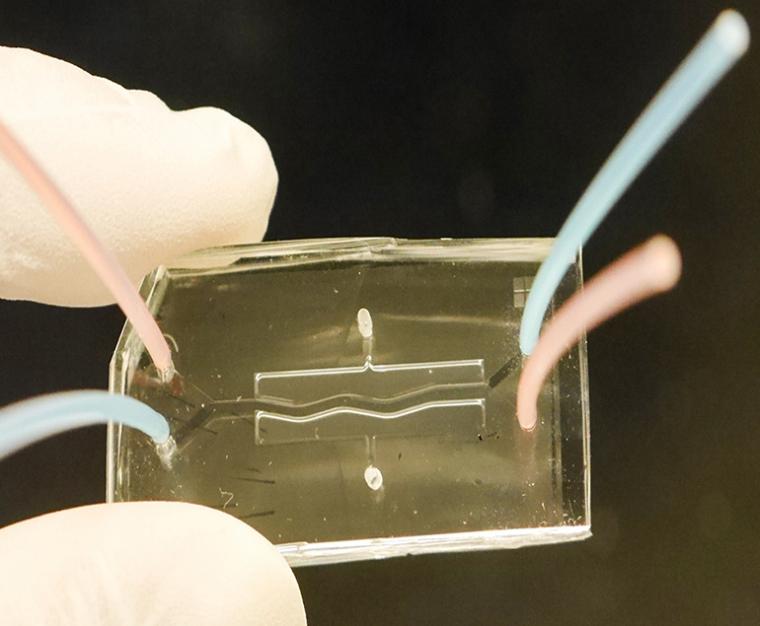 A researcher holds a dual-chamber chip that scientists used to bioengineer...