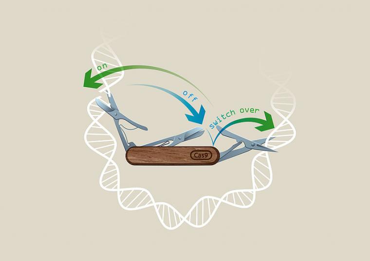 Illustration of the CRISPR-Switch technology. (c) IMBA/Kaminsk