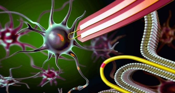 U-shaped nanowires can record electrical chatter inside a brain or heart cell...