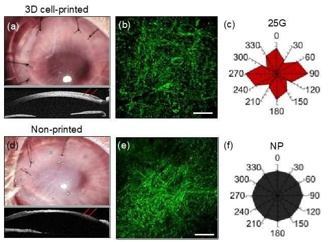 In vivo (a-c) and in vitro (d-f) evaluation results of 3D cell-printed and...