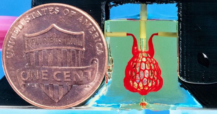 Scale-model, smaller than a penny, of bioprinted lung-mimicking air sac with...