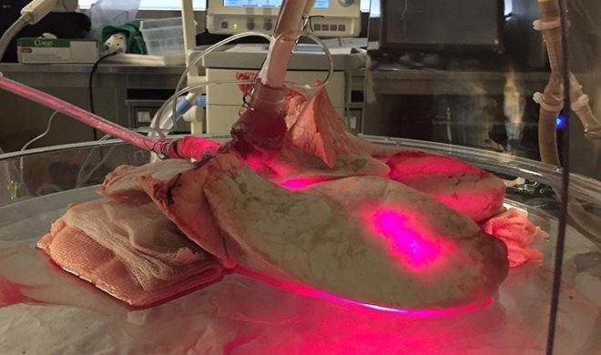 Pig lung being irradiated with red light to inactivate viruses.