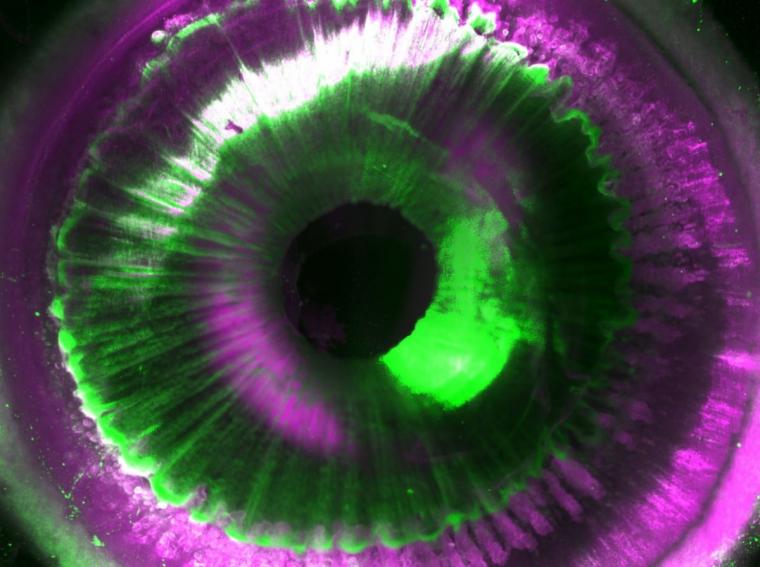 SHANEL provides insight into the cellular structures of an intact human eye.