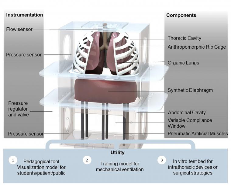 A computational rendering of the biohybrid respiratory simulator shows the...