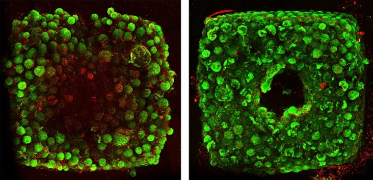 Tissues created without SWIFT-printed channels display cell death (red) in...