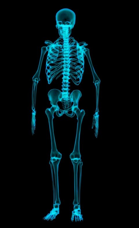 Human skeleton rendered in 3D
